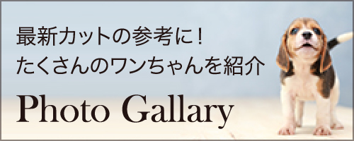 最新カットの参考に！たくさんのワンちゃんを紹介 Photo Gallary